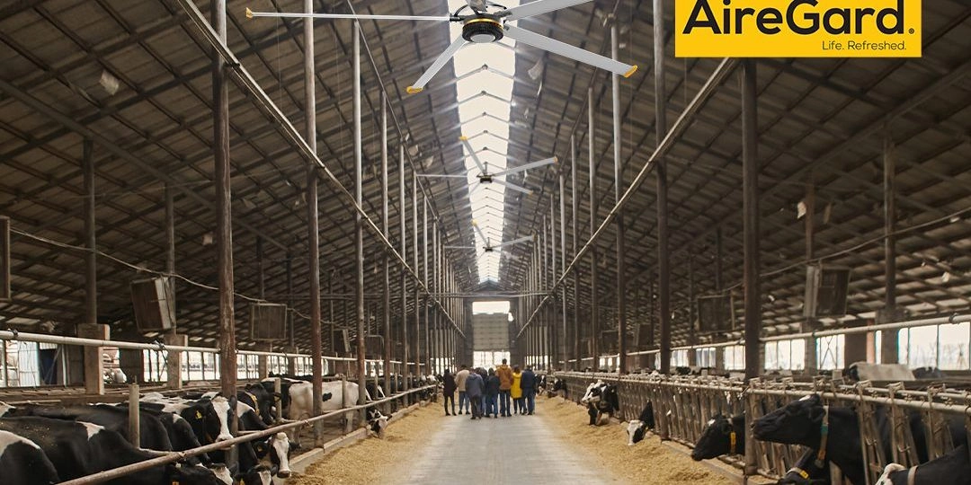 Cows Outside_25 August 2024 (Demo)