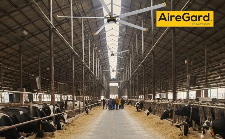 Cows Outside_25 August 2024 (Demo)