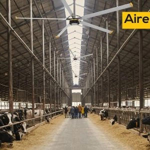 Cows Outside_25 August 2024 (Demo)